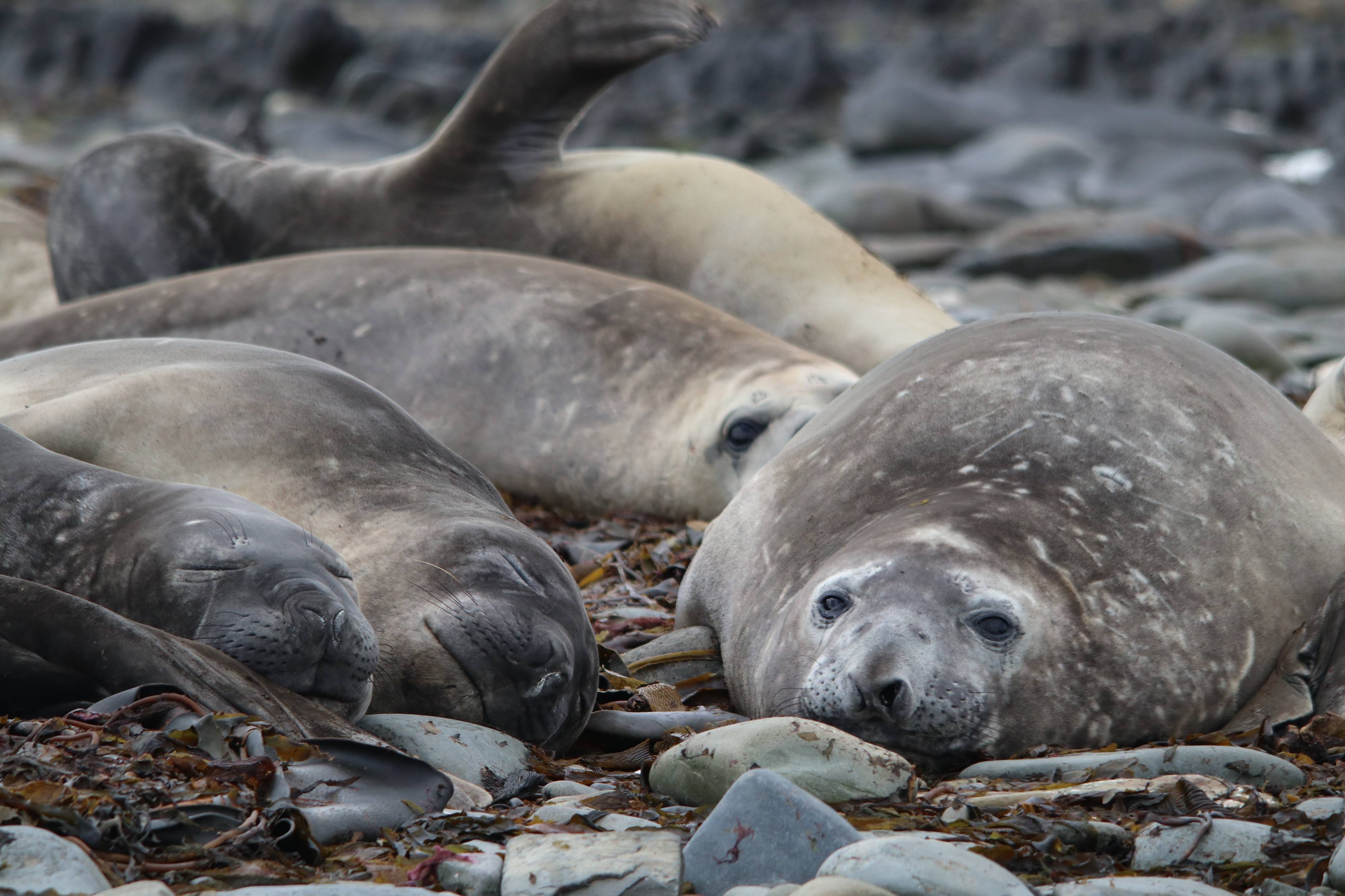 Image of seals