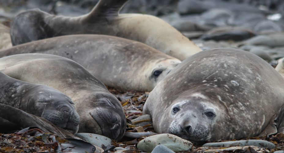 Image of seals