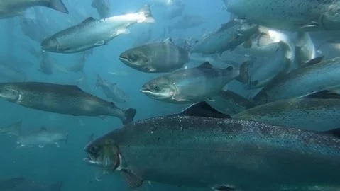 Salmon in water 