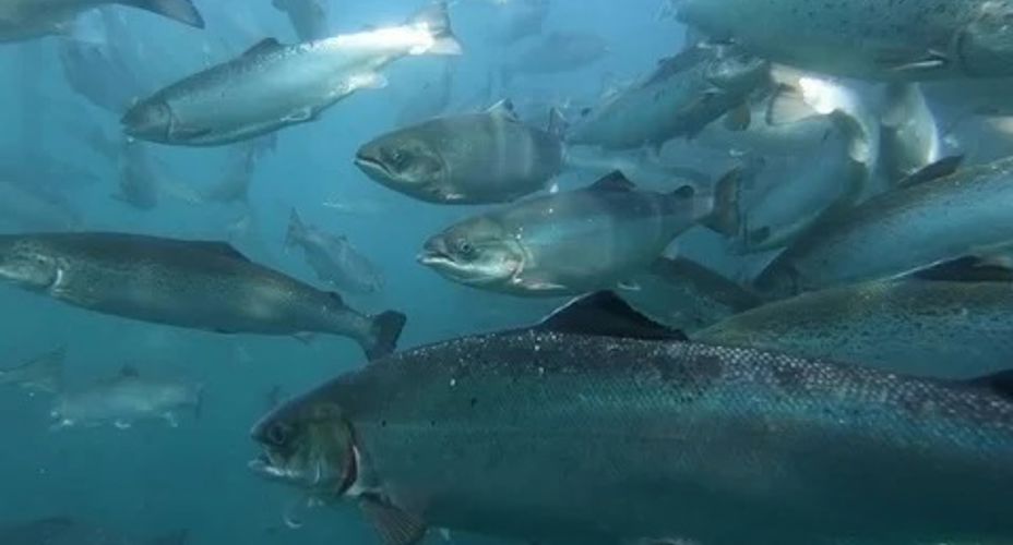 Salmon in water
