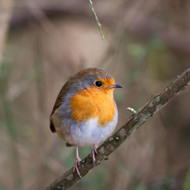 Image of a Robin Redbreast on a branch.